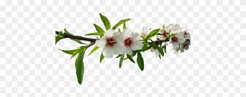 Appearing just before the leaves unfurl, flowering almond is one of the first to blossom each spring. Almond Tree White Flowers Almond Tree Nature Flower Almond Tree Branch Transparent Clipart 2504023 Pikpng