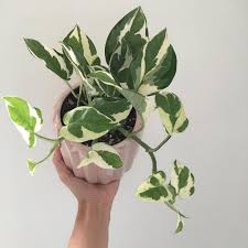 The Very Pretty Epipremnum Aureum Snow Queen Or Njoy Or Frosty Or Pearls And Jade Or Whatever Your Name Is Plants Hanging Plants House Plants