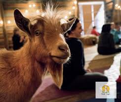 You might feel ridiculous swearing at goats. Goat Yoga Helping Thousands Deal With The Daily Stresses Of Life The Collegiate Live