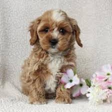 Discover more about our cavapoo puppies for sale near charlotte, nc. Cavapoo Puppies For Sale Lancaster Puppies Cavapoo Puppies Puppies Puppy Adoption