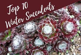 If properly cared, it bears beautiful. 10 Best Winter Succulents The Succulent Eclectic