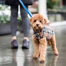 The cavapoo (also known as a cavoodle) is a crossbreed dog, the offspring of a poodle and a cavalier king charles spaniel.2 the cavapoo became especially popular through. Pin On All Creatures Great Small