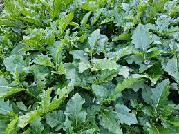 Image result for Solanum macrocarpon