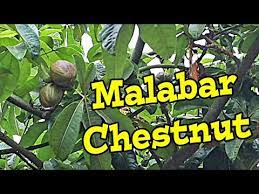 Some players may find that their fruit trees have been unable to grow when planting fruit trees, or they may find that the amount of bells they get from planting a lot of money trees can not meet the. Malabar Chestnut Fruit Review Money Tree Weird Fruit Explorer Ep 365 Youtube