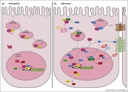 Albümün çıkış parçası bicycle müzik videosu bugün çıktı. Upstairs Downstairs Spatial Regulation Of Hippo Signalling Sciencedirect