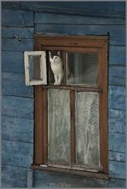 Le Temps Qui Passe Dans Le Jardin D Eugenie Chats Et Chatons Chat Lapin Animaux Domestiques