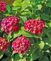 Hydrangea macrophylla, hydrangea paniculata, hydrangea quercifolia, hydrangea serrata, mophead hydrangeas, lacecap hydrangeas, mountain hydrangeas, oakleaf hydrangeas. Hydrangea Masja Macrophylla Degroot