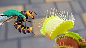 I noticed that my venus fly traps sometimes caught wasps.but i have to target a certain leaf and wait for this to catch a wasp.but it took a lot of time, so. Large Venus Flytrap Vs Giant Hornet Youtube