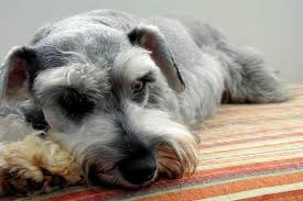We did not find results for: Is A Miniature Schnauzer Right For Me Temperament And Care Aspca Pet Health Insurance