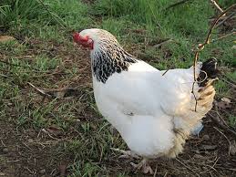 We sell poultry egg incubators, poultry nesting boxes, chicken feeders, automatic poultry waterers, poultry health feed supplements, killing cones for processing chickens and a variety of poultry books to help you with your poultry needs all in stock and ready to ship! Black And White Chicken Breeds With Pictures Google Search White Chicken Breeds Chicken Breeds Black And White Chickens