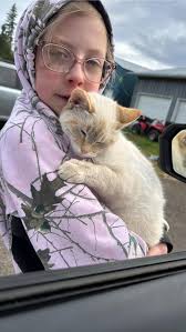 Lost cat Bandit near Bates and Denison in Springfield, IL