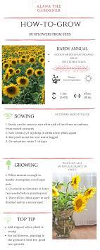 Plant the seeds in holes or trenches one in. Pin On Alana The Gardener
