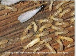 Moreover, animals that live in groups sometimes have special cries to warn the others when danger is near. What Are Termites Why Are They Called While Ants Brainly In