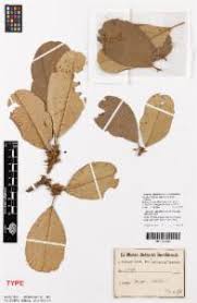 Image result for Manilkara obovata