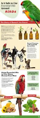 Is It Safe To Use Essential Oils Around Birds Essential Oils Essential Oil Treatments Ingesting Essential Oils