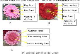 Pdf The Phenotypic Performances Of Gerbera Local Bali X Rubby Red Hybrids Semantic Scholar