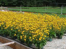 The answer is.mums really are sort of both, depending on conditions and when you get them in the ground. Rainbow Mums Perennials Posts Facebook