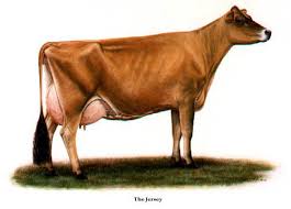Buying Jersey Cows Jersey Cow Jersey Cattle Cow