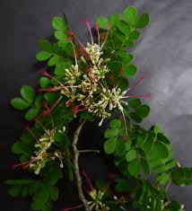 Image result for Albizia petersiana