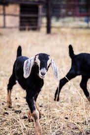 Baby Goat Photos All Things Fall Baby Goats Goats Fall
