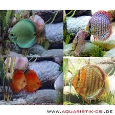 123416) not evaluated cms (ref. 6stk Diskusmix Farbschlage Unserer Wahl 395 00
