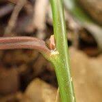 Image result for Sclerocroton cornutus