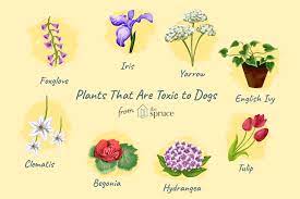 Picking the perfect houseplant is hard enough, but finding a plant safe for your pets can make it even harder. Common Backyard Plants That Are Poisonous To Dogs