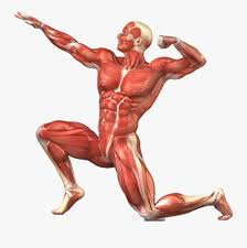 Related posts of muscles of the body labeled back muscle on model. Muscle Clipart Muscular System Muscular System No Labels Free Transparent Clipart Clipartkey