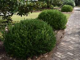 Plants grow to a height of 10 to 15 feet. Campbell Vaughn Boxwood Can Add To Landscape Nicely