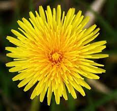 1 A Golden Lad Dandelion Dandelion Flower Yellow Flowers