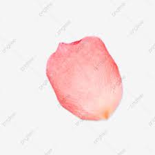 petales de rose fleurs illustrations dessins animes telechargement creatifs cartes png decoration petale fleur dessin coloriage dragon aile glace