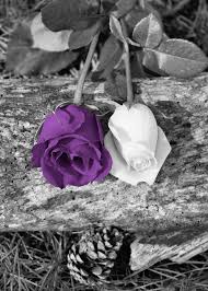 Black And White Vs Colored Black White Purple Wall Art Rose Flowers By Littlepiephotoart Purple Wall Art Purple Roses Color Splash