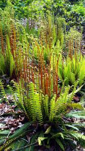 Image result for Blechnum punctulatum