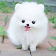 15 Perritos Bebe Que Te Haran Decir No Puedo Es Muy Tierno Para Mi Perros Que No Crecen Imagenes De Perros Perros Y Cachorros Lindos Hay un monton de diferentes tipos de cachorros. pinterest