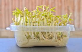 One of the best practices. How To Start Seeds In A Paper Towel Germinating Guide Backyarddigs