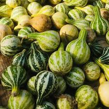 Image result for Cucurbita