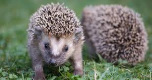 We hope the large hedgehogs will be available for order! 92 Hedgehog Breeders Near You With Hedgehogs For Sale List