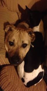 Not So Musical Chairs Animals Creatures My Photos