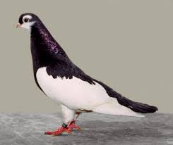 Black And White Pigeon Name Pigeon Encyclopedia Kaluga Tumbler Pigeon Breeds Cute Pigeon Pigeon Pictures