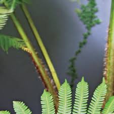 Image result for Hypolepis sparsisora