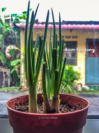 Pilih jenis bawang yang ingin anda tanam. Tak Sia Sia Tanam Bawang Bertunas Jadilah Daun Bawang Yang Berguna Blog Sihatimerahjambu