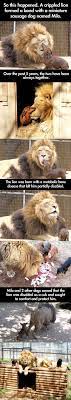 A Very Unlikely Friendship Cute Animals Animals Friendship Animals