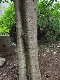 Image result for Putranjivaceae