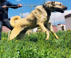 Kangal Shepherd Dog 2020 Kangal Kopegi