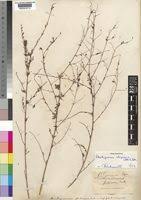 Image result for Aeschynomene abyssinica