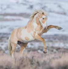 Check spelling or type a new query. Denver7 Wild Palomino Pinto Mustang Meteor Sand Wash Facebook