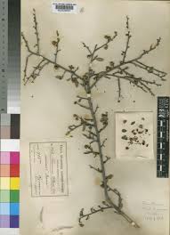 Image result for Rhamnus staddo