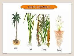 Ciri lain dari monokotil yaitu Gambar Akar Tunggang Dan Akar Serabut Kami