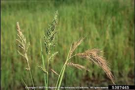 Image result for Echinochloa