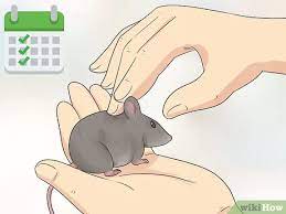 3 Ways To Care For An Injured Pet Mouse Wikihow